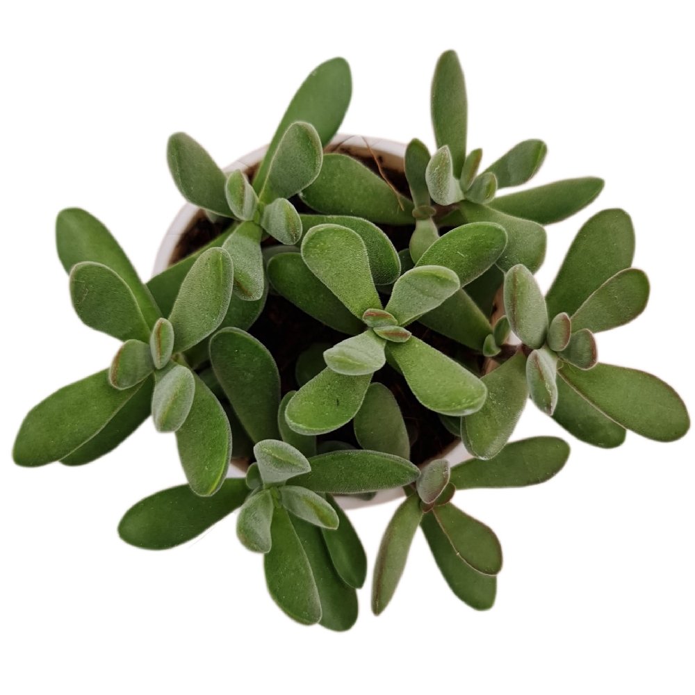 Crassula rogersii – Velvet Jade Succulent - Image 2