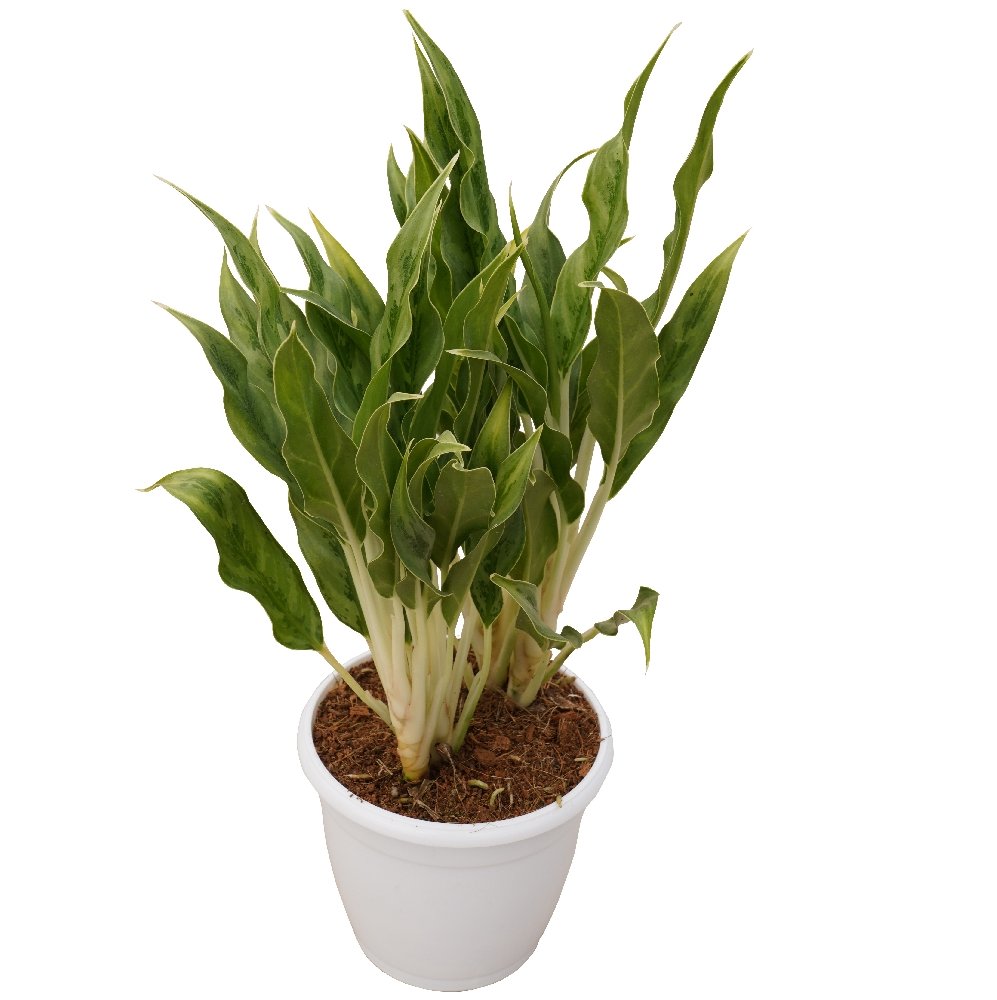 Commutatum 'White Stem' - Image 2