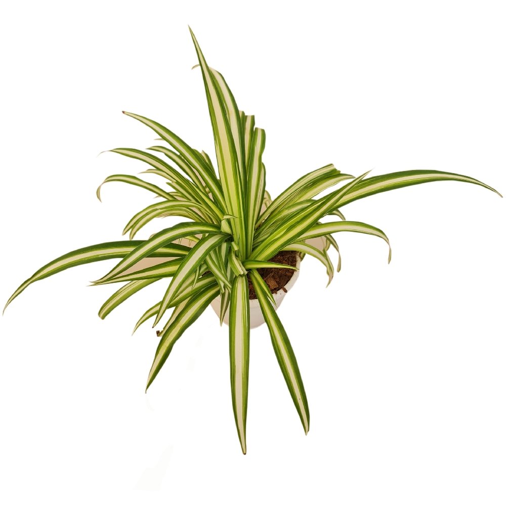 Chlorophytum comosum 'Spider Plant' - Image 2