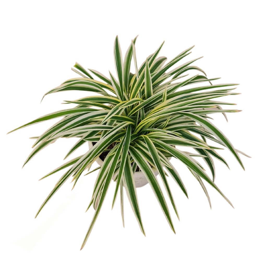 Chlorophytum laxum 'Lemon Lime' - Image 2