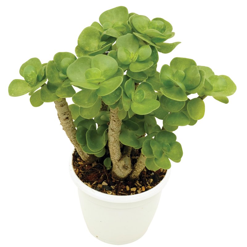 Portulaca molokiniensis – Molokini Portulaca - Image 2