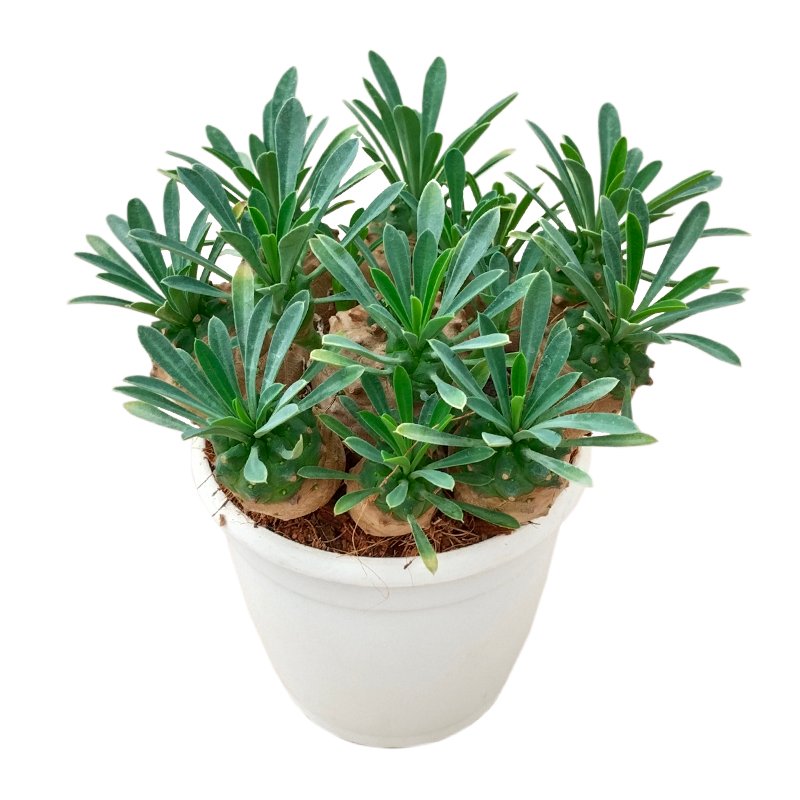 Euphorbia francoisii japonica - Image 2