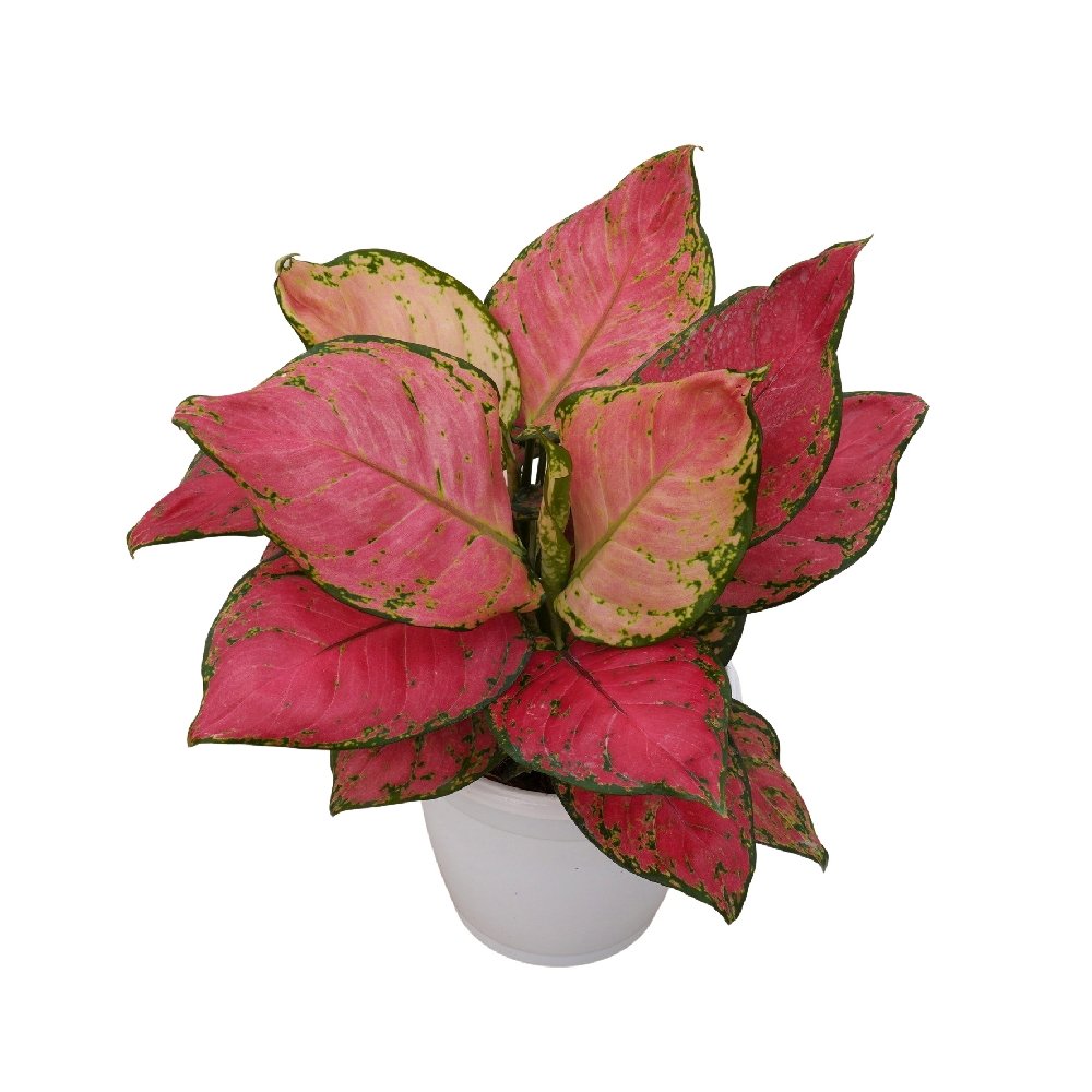 Rotundum 'Anjamanee Red' - Image 2