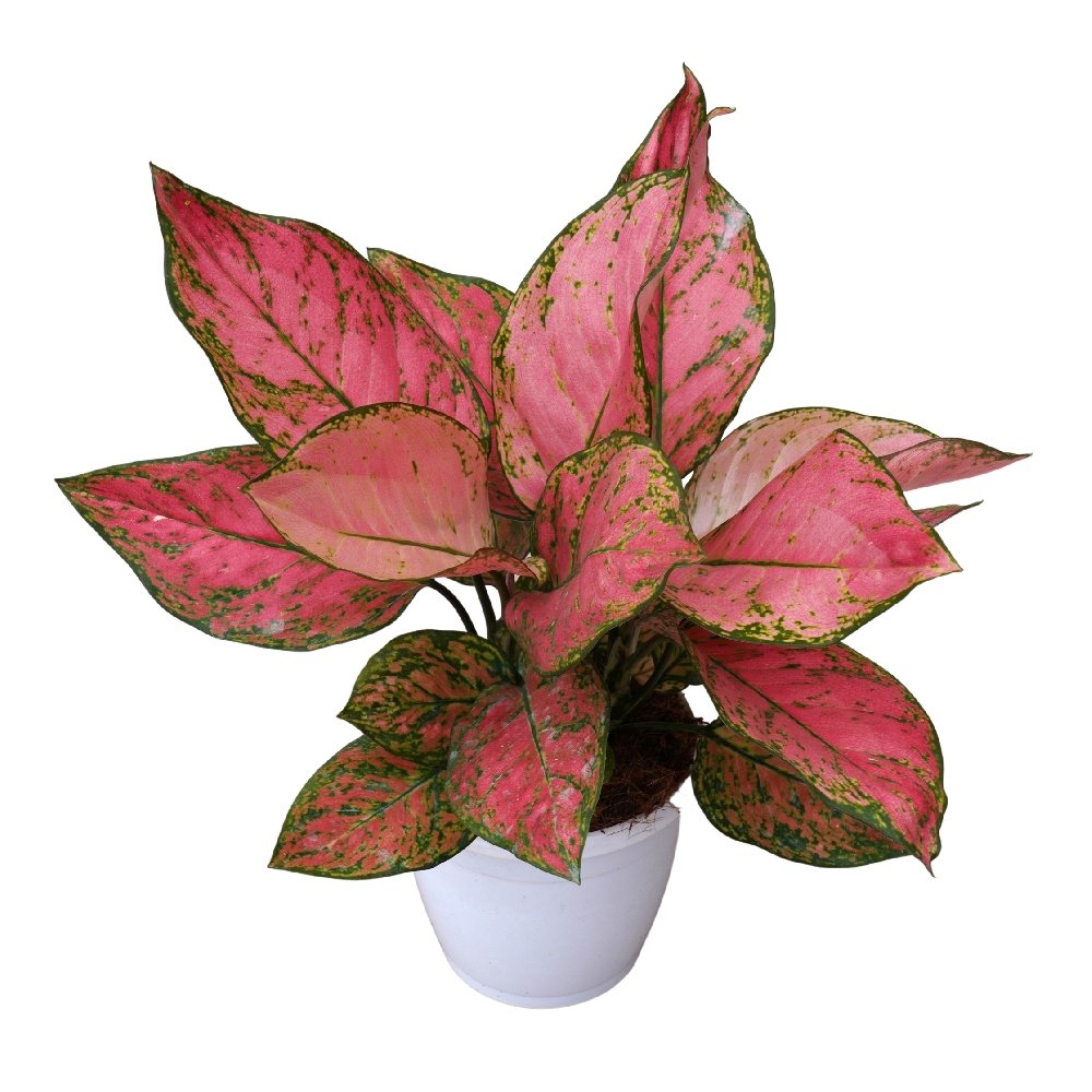 Rotundum 'Valentine' - Image 2