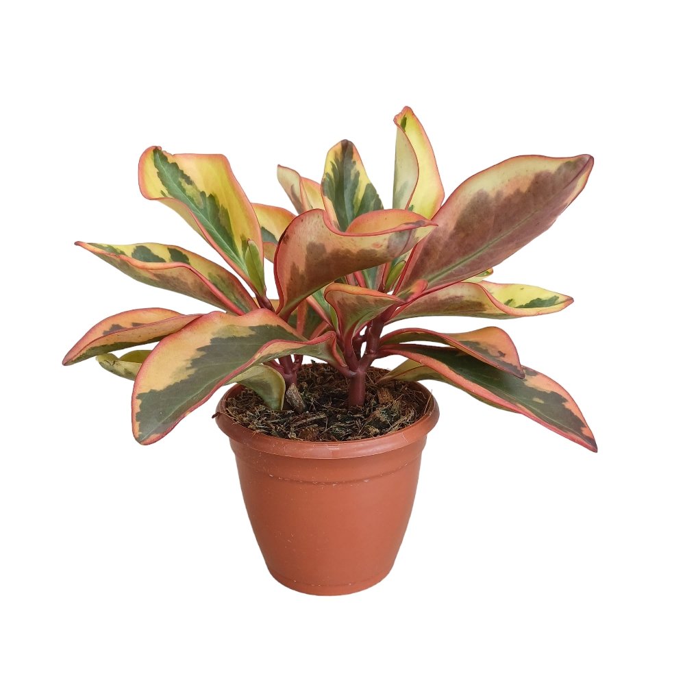 Clusifolia 'Jellie Gold' - Image 2