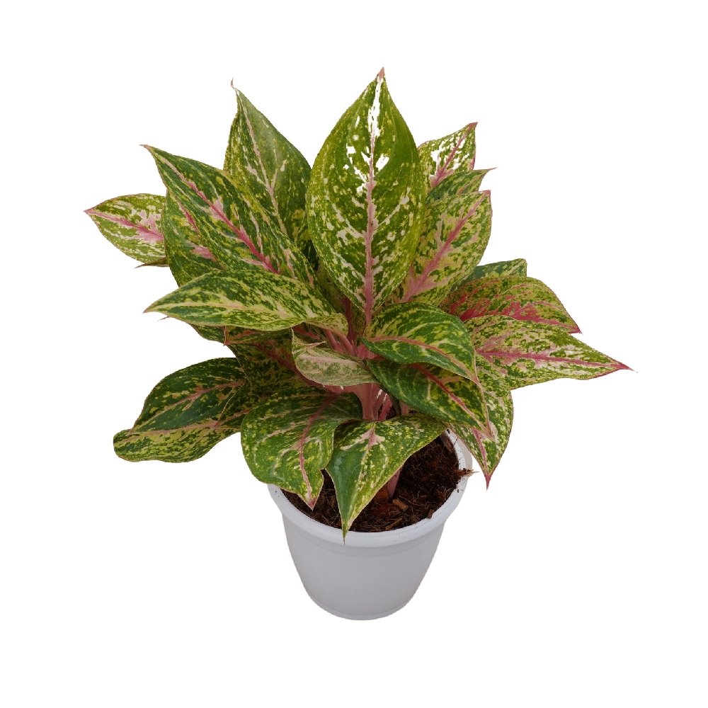 Rotundum 'Pink Stem' - Image 2