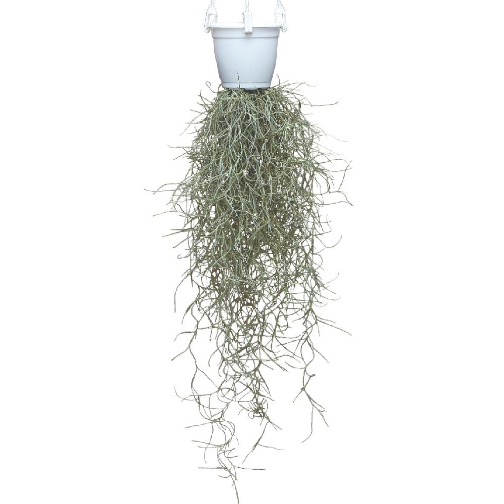 Tillandsia usneoides 'Spanish Moss' - Image 2