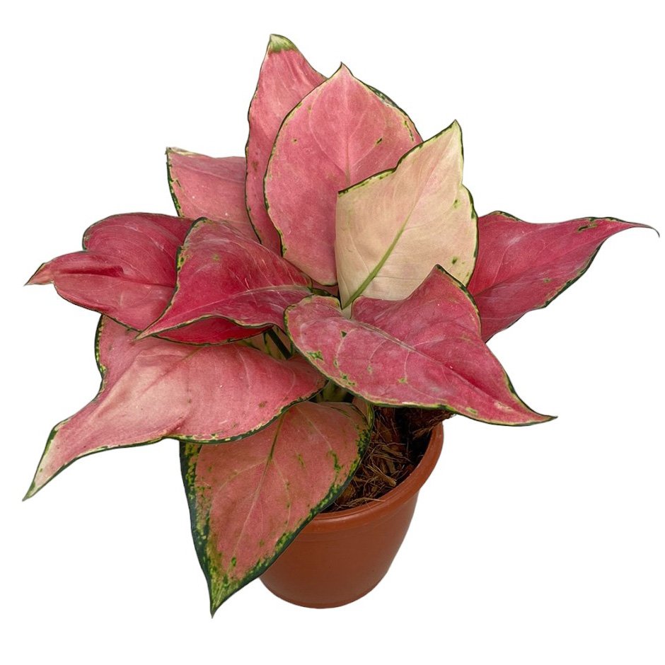 Aglaonema Rotundum 'Anjamanee Pink' - Image 2