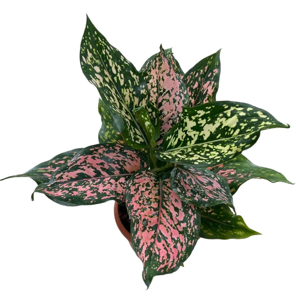 Rotundum 'Pink Dotted' - Image 2