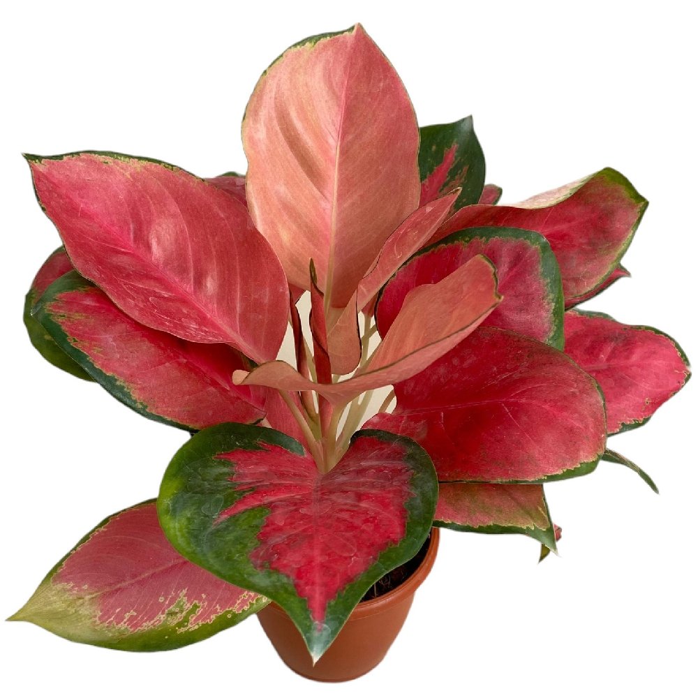 Rotundum 'Red Desire' - Image 2