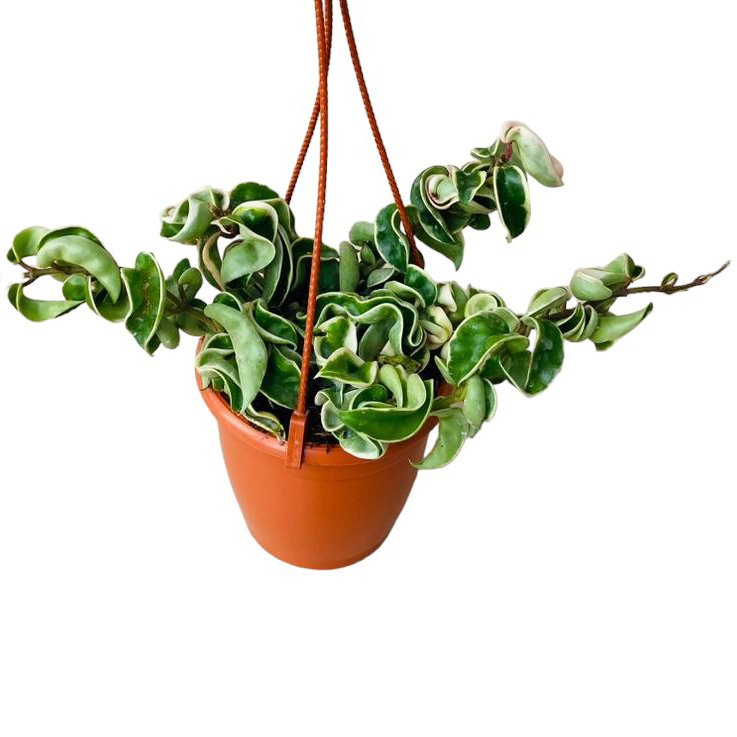 Carnosa 'Krinkle Kurl Variegated' - Image 2