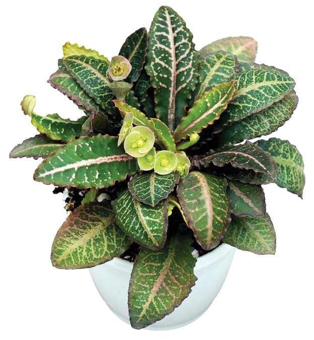 Euphorbia francoisii 'Splash' - Image 2