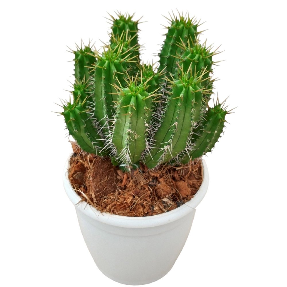 Euphorbia francoisii fruticosa - Image 2