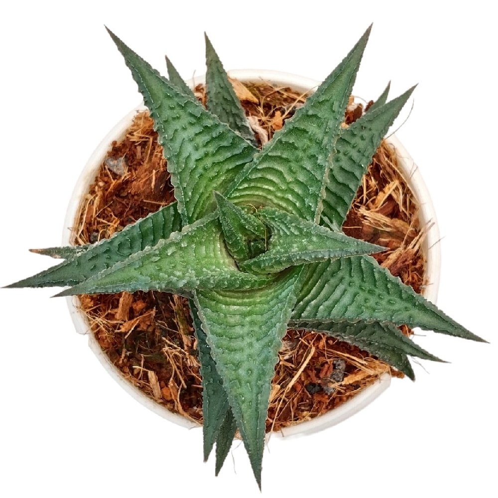 Haworthia limifolia 'Nigra' - Image 2