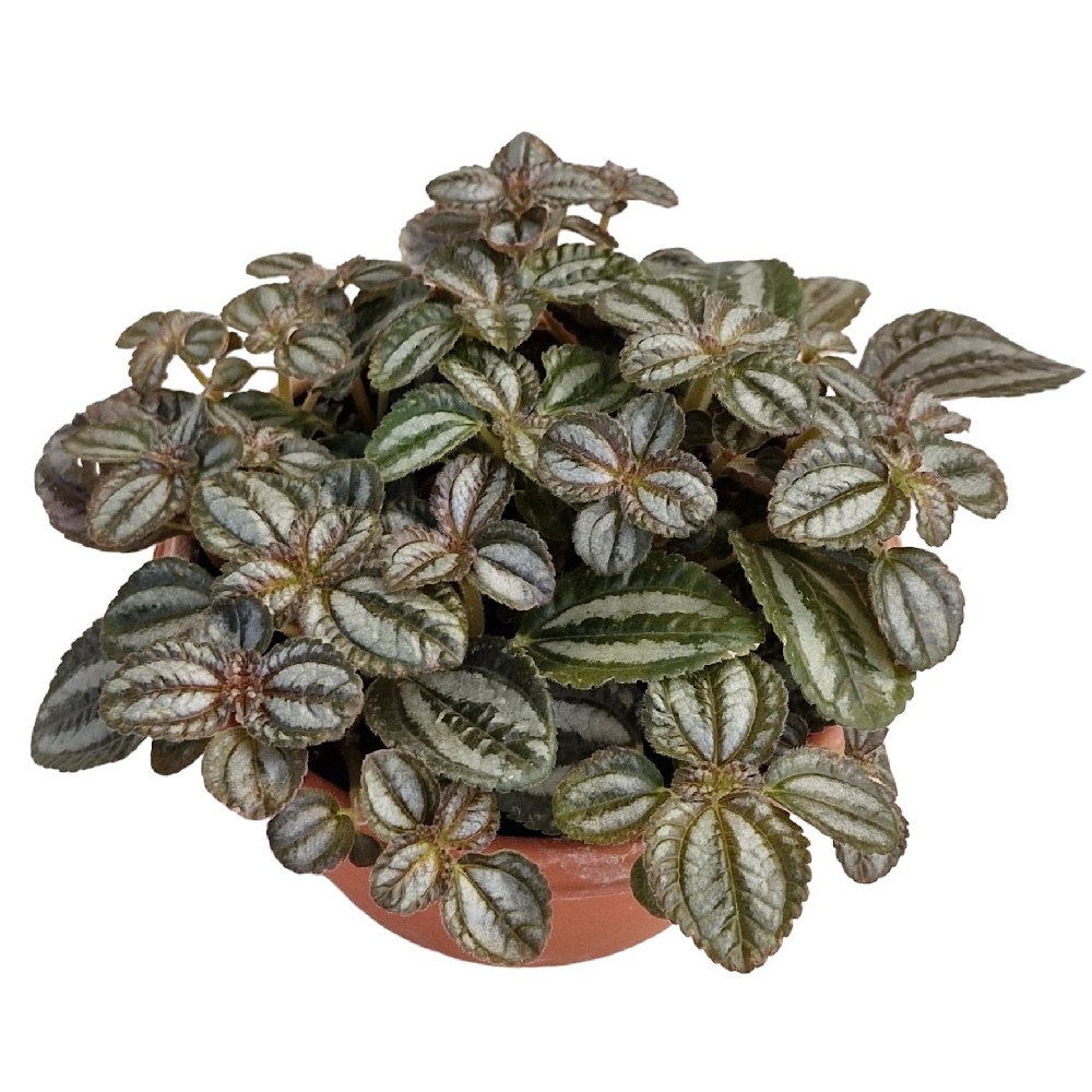 Pilea 'Variegated' - Image 2