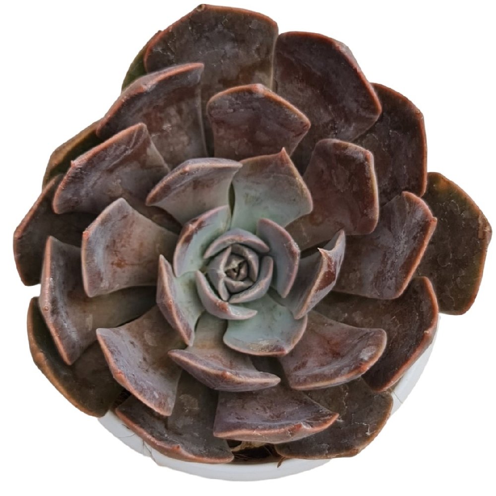 Echeveria hybrida 'Dusty Rose' (#356) - Image 2