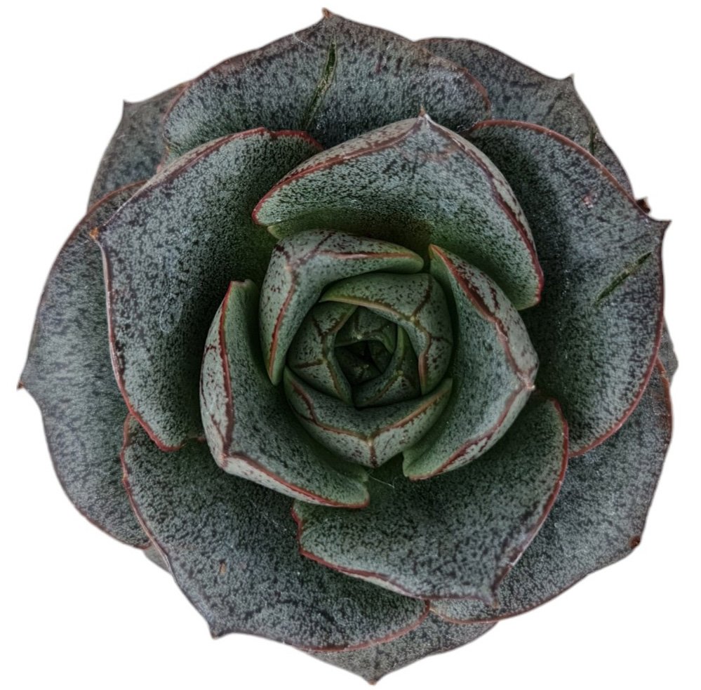 Echeveria Hybrid #02 - Image 2