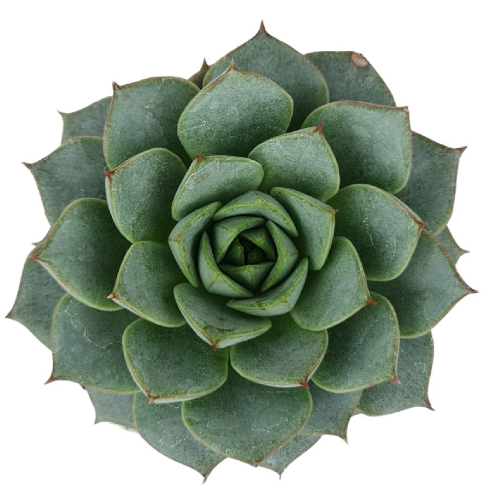 Echeveria Hybrid #04 - Image 2