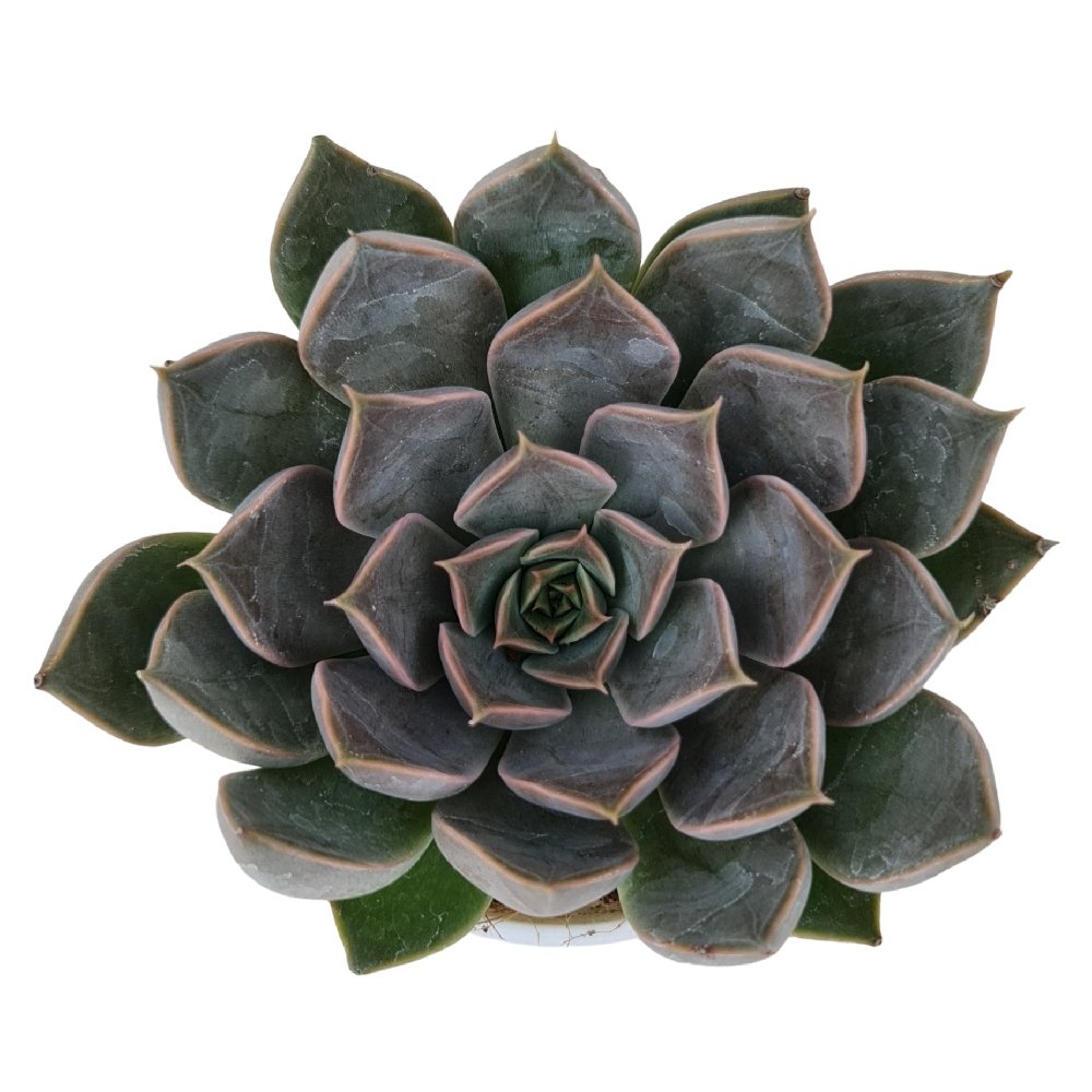 Echeveria Hybrida #91 - Image 2