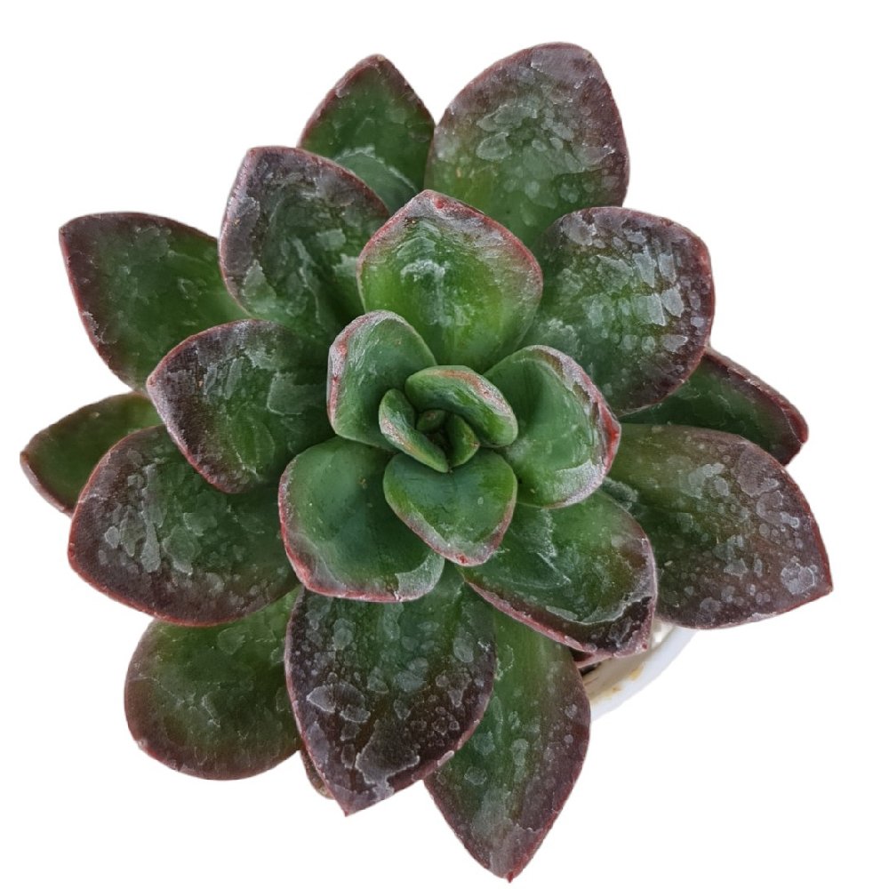 Echeveria hybrida #93 - Image 2