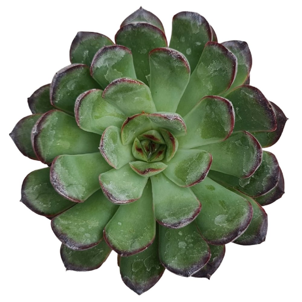 Echeveria hybrida #48 - Image 2