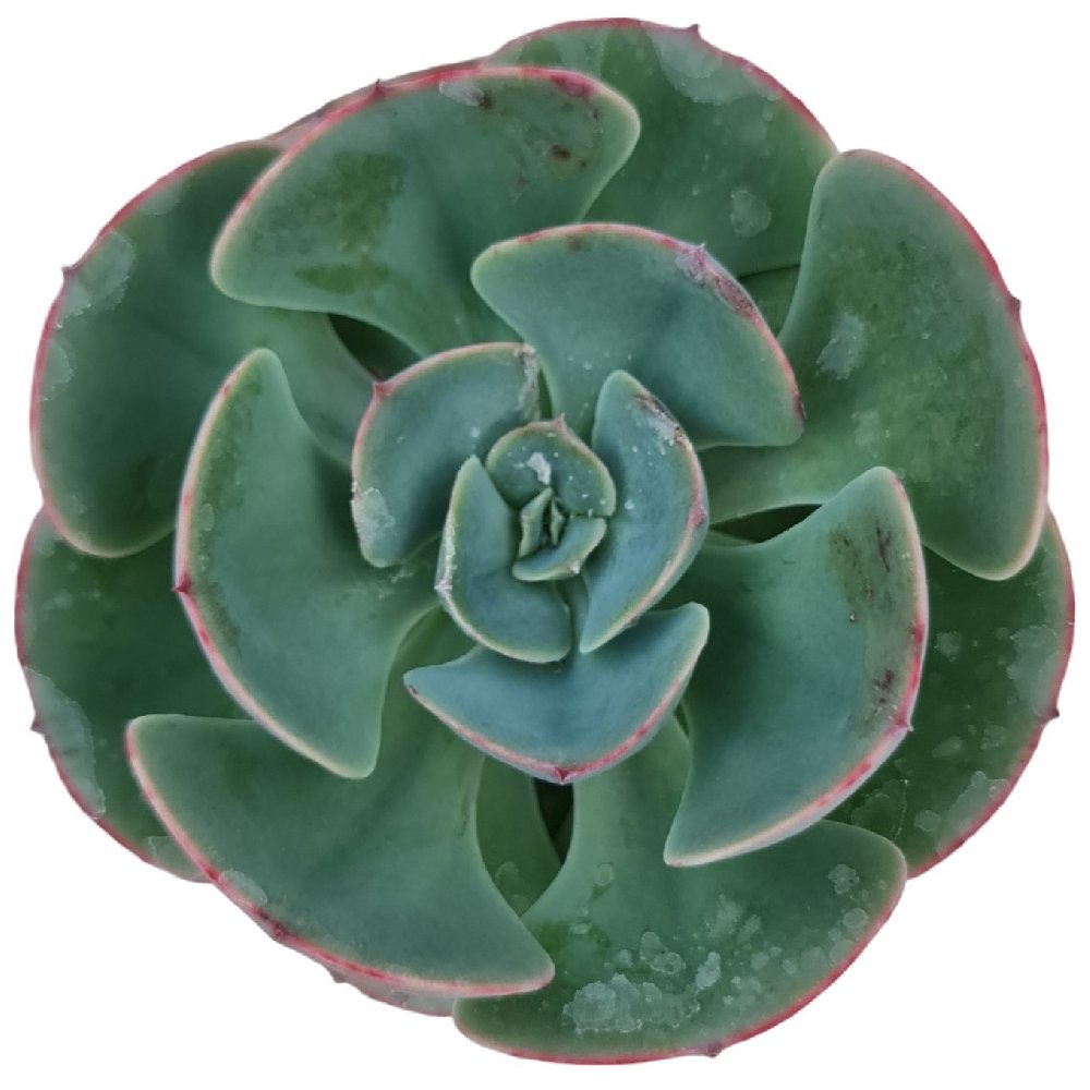 Echeveria hybrida 'Hummels Bell' - Image 2