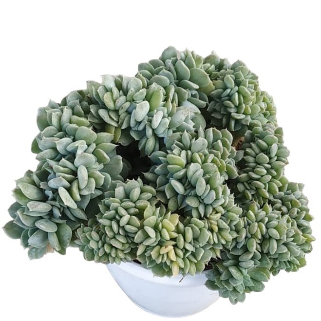 Echeveria hybrida 'Topsy Turvy Cristate' - Image 2