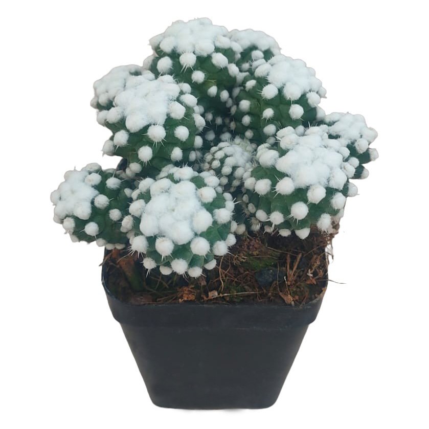 Mammillaria gracilis 'Oruga' – Caterpillar Cactus - Image 2