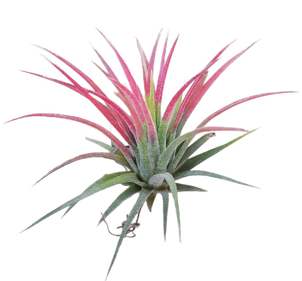 Tillandsia 'Ionantha' - Image 5
