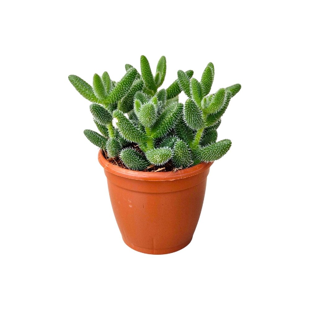 Echeveria 'Echinatum' (Pickle Plant) - Image 3
