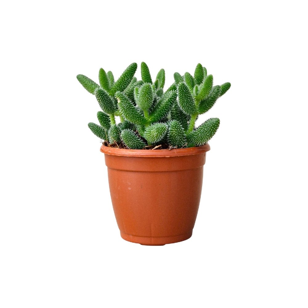 Echeveria 'Echinatum' (Pickle Plant) - Image 2