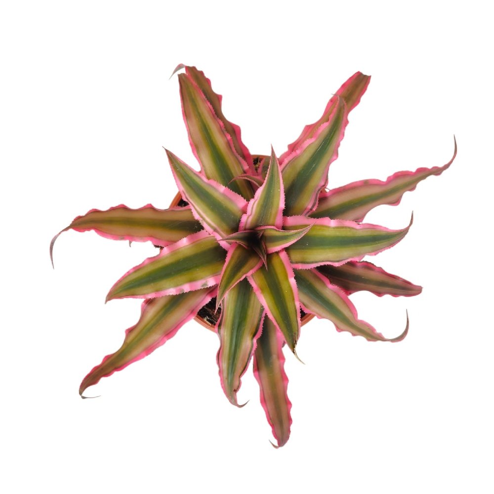 Cryptanthus bivittatus 'Pink Starlight' - Image 2
