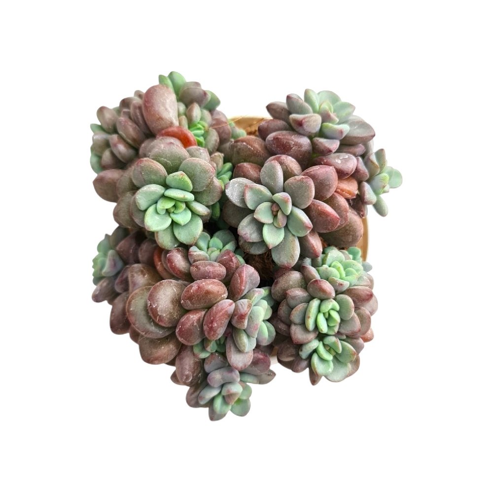 Echeveria 'Manaudes' (Blue Rosette Succulent) - Image 3