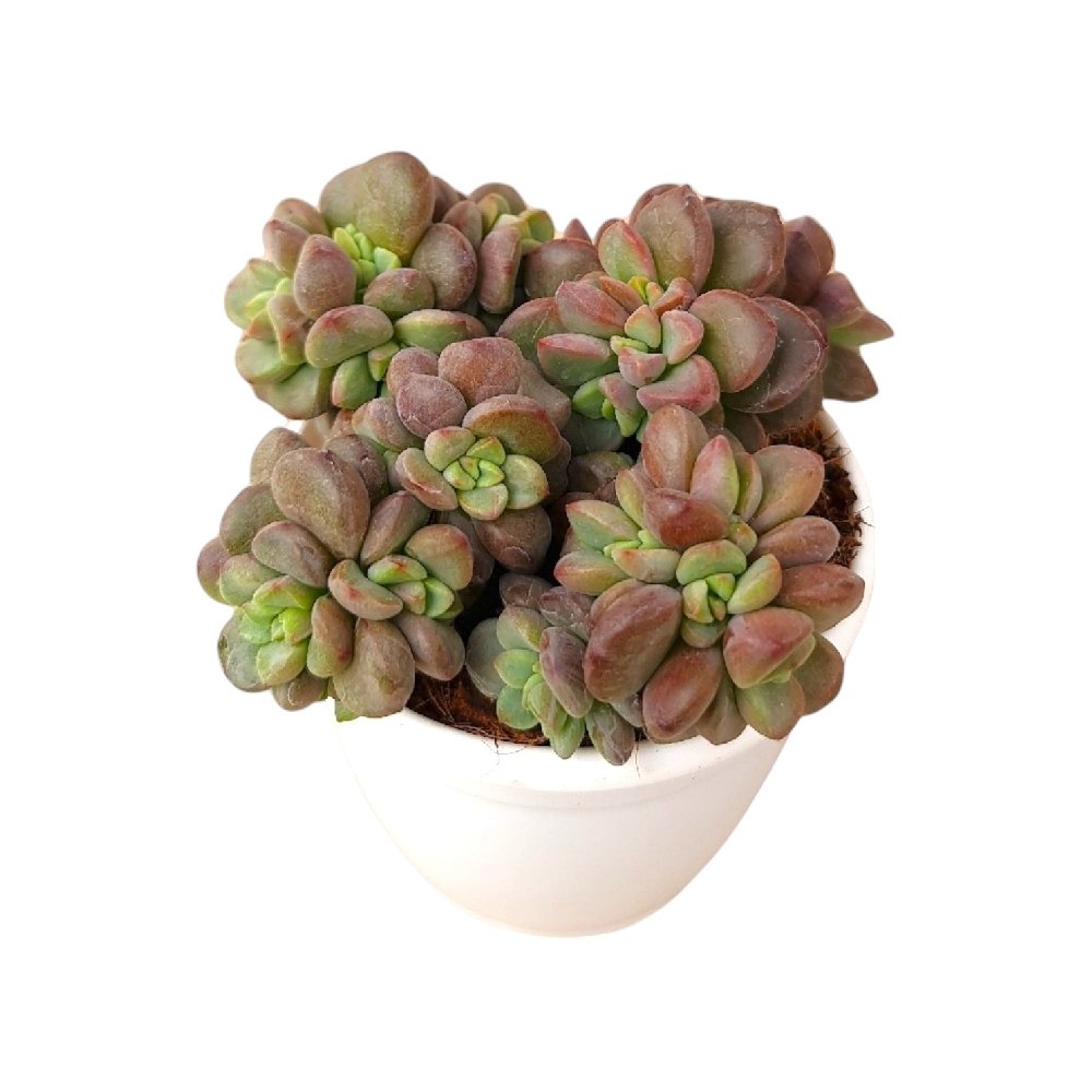 Echeveria 'Manaudes' (Blue Rosette Succulent) - Image 2