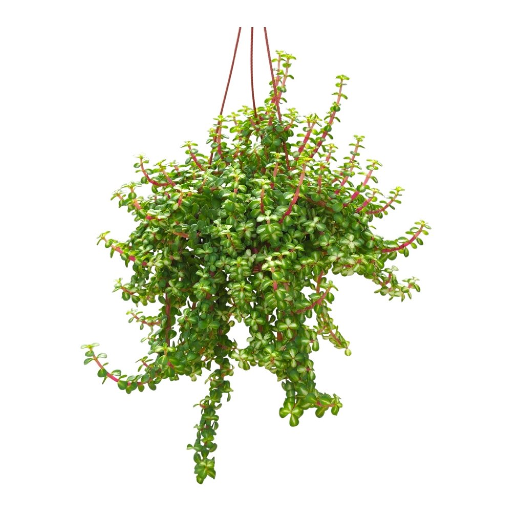 Portulacaria afra 'Tricolor' - Rainbow Elephant Bush | Variegated Elephant Bush Succulent - Image 3