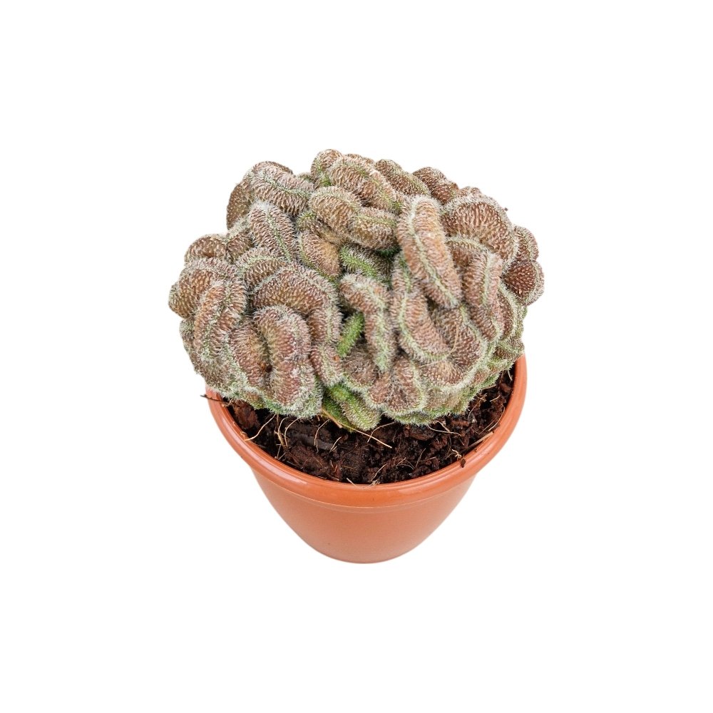 Mammillaria compressa 'Yokan' – Yokan Cluster Cactus - Image 3