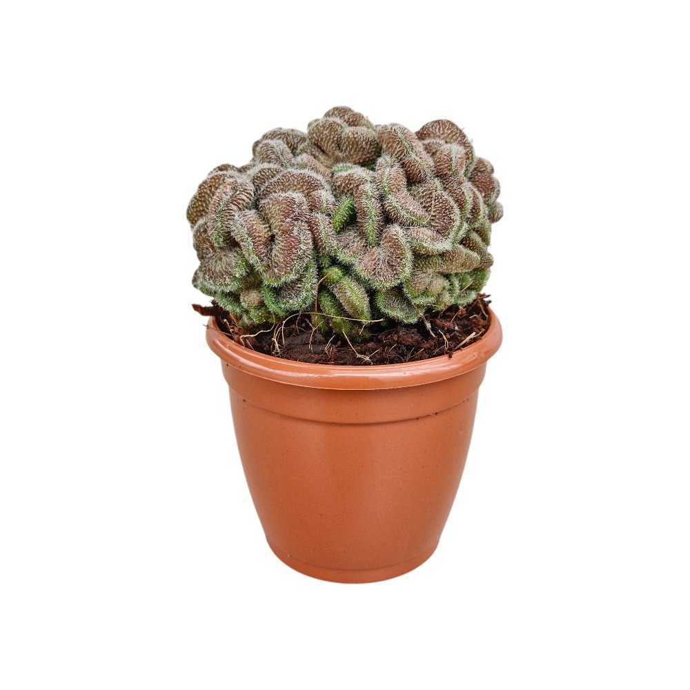 Mammillaria compressa 'Yokan' – Yokan Cluster Cactus - Image 2