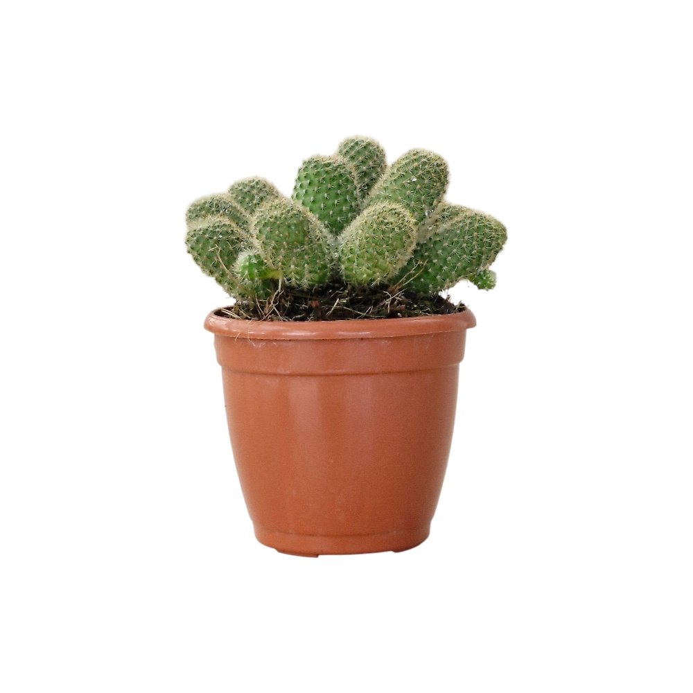 Cacti Rebutia 'Pulvinosa' - Image 2