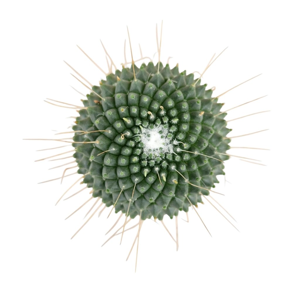 Mammillaria polythele 'Toluca' - Image 2