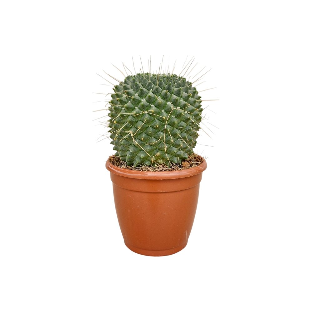 Mammillaria polythele 'Toluca' - Image 4
