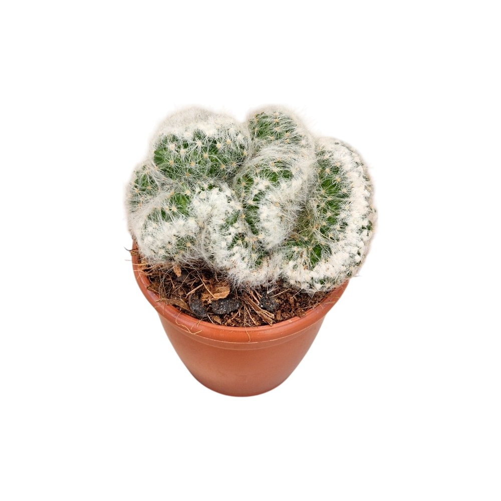 Mammillaria bocasana (Powder Puff Cactus) - Image 3