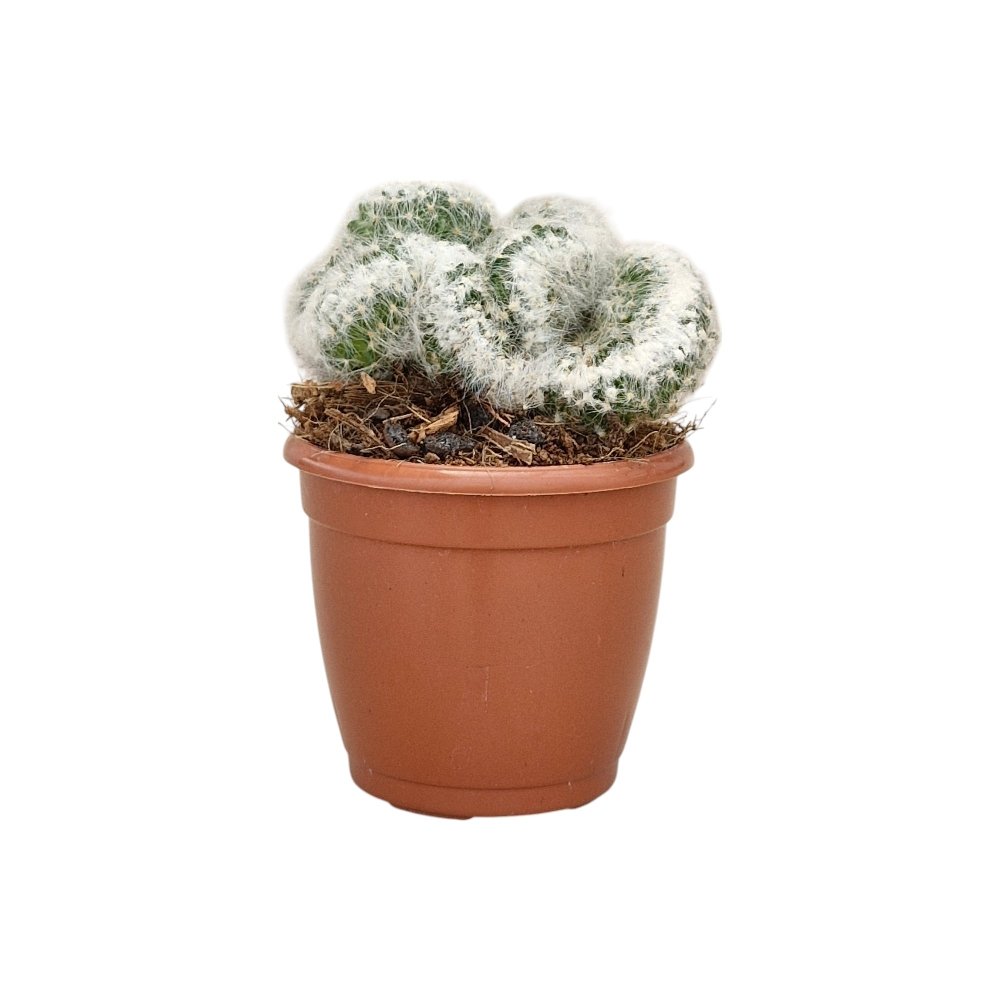 Mammillaria bocasana (Powder Puff Cactus) - Image 2
