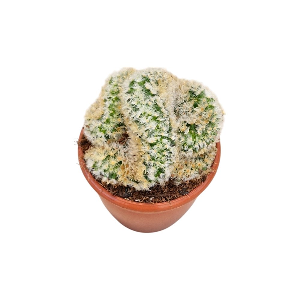 Mammillaria carmenae Cristata (Crested Carmen Cactus) - Image 3
