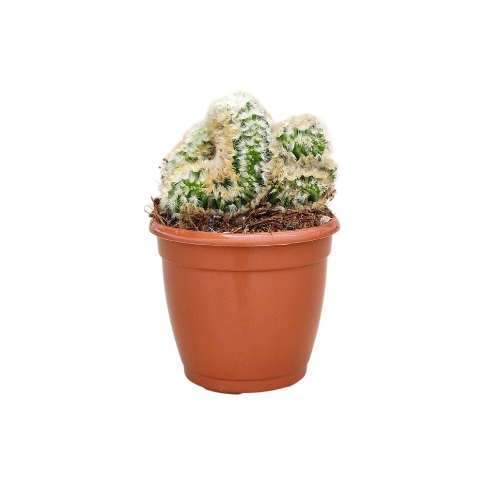 Mammillaria carmenae Cristata (Crested Carmen Cactus) - Image 2