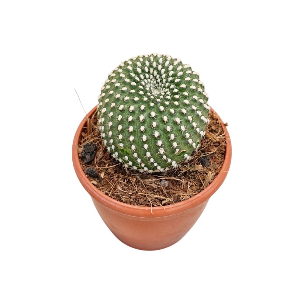 Mammillaria painteri Monstrose (Monstrous Painter's Cactus) - Image 3