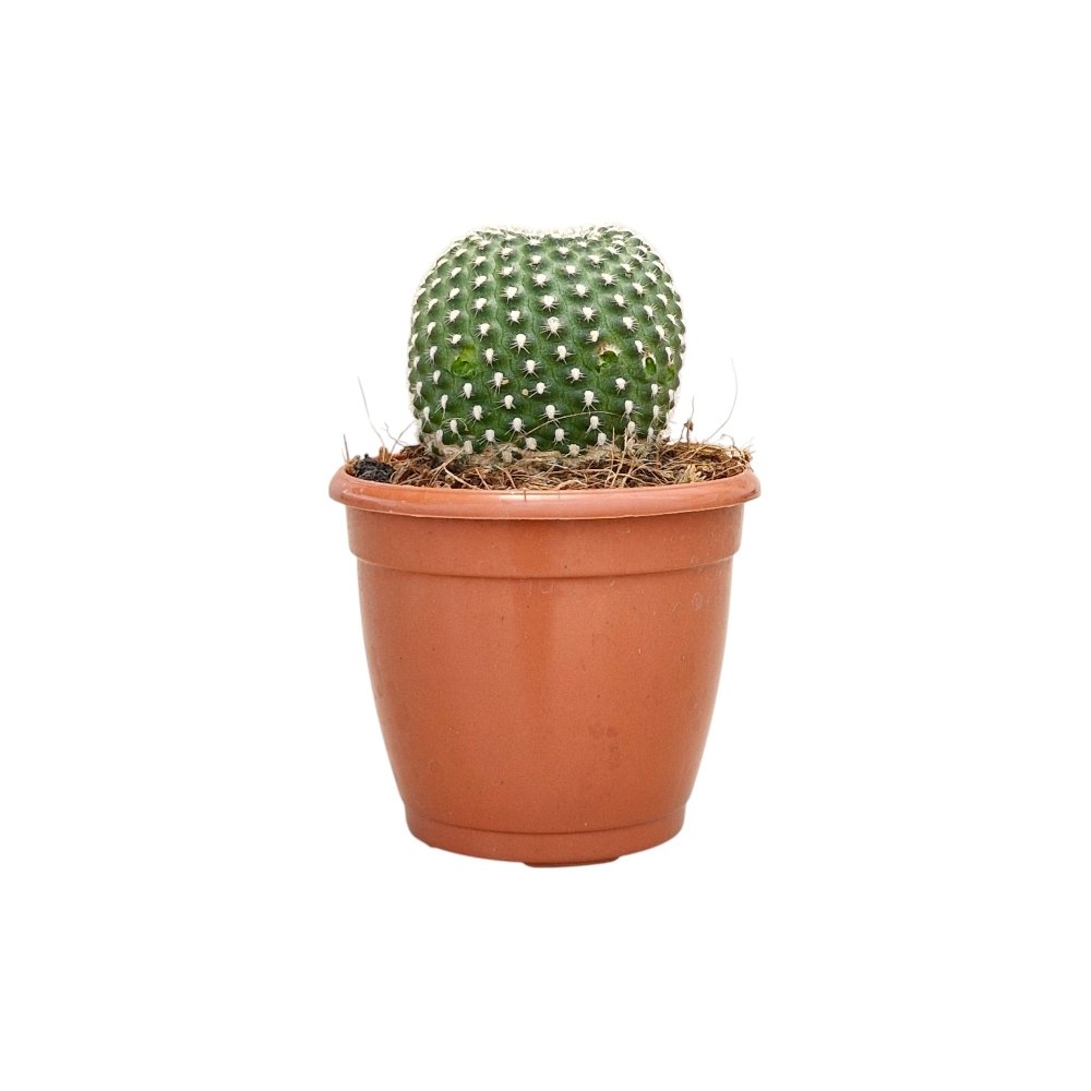 Mammillaria painteri Monstrose (Monstrous Painter's Cactus) - Image 2