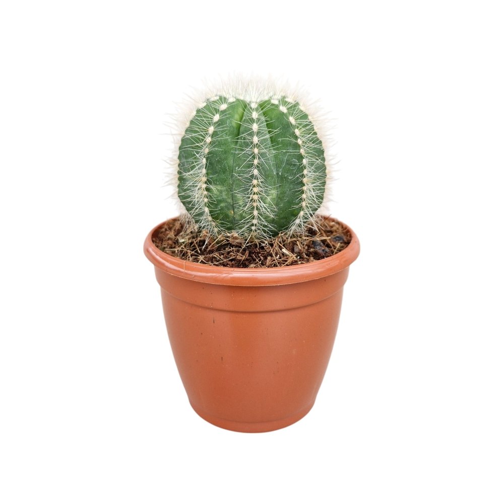 Cacti mammillaria 'Parodia Magnifica' - Image 2
