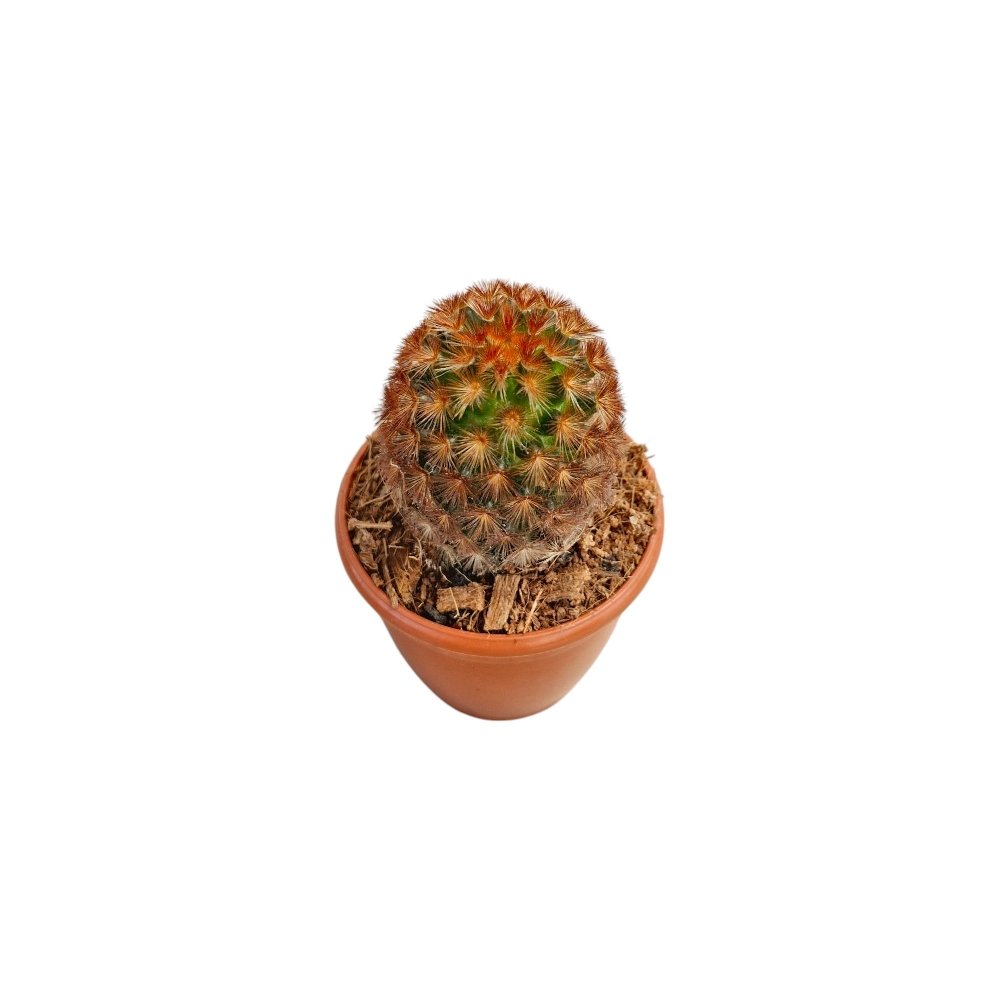 Mammillaria carmenae 'Rubrispina' (Red-Spined Carmen Cactus) - Image 3