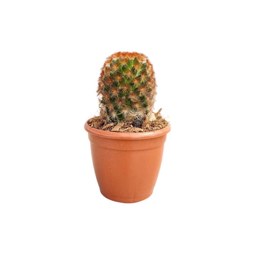 Mammillaria carmenae 'Rubrispina' (Red-Spined Carmen Cactus) - Image 2