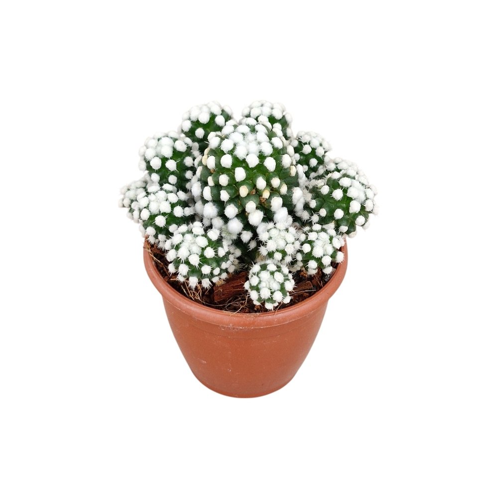 Mammillaria vetula 'Arizona Snowcap' - Image 3